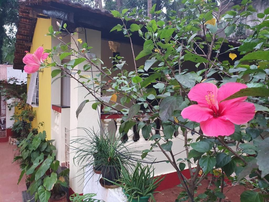 Fatima Guest House, Бага