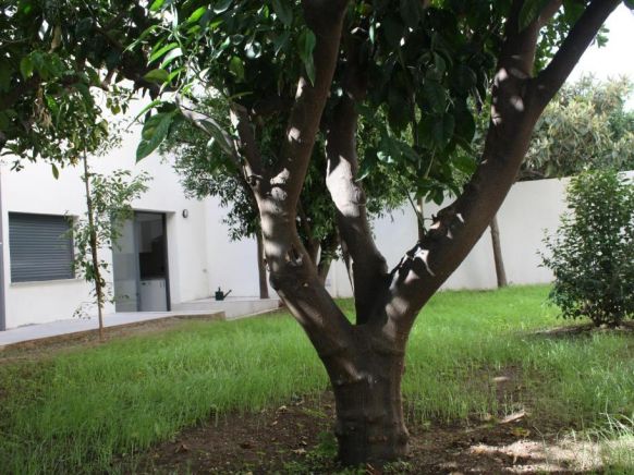 Residencia Mayol - Только для взрослых, Пальма-де-Майорка