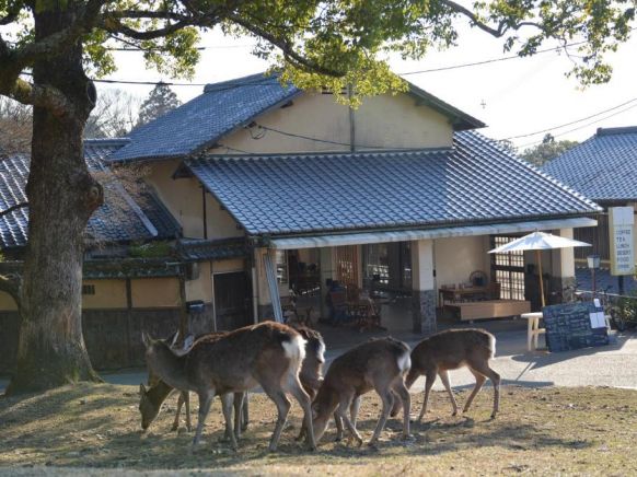 Гостевой дом The Deer Park Inn, Нара