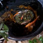 Библиотека холл 5 этажа, аквариум