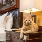 Размещение с питомцами