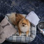 размещение с питомцем