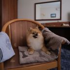 размещение с питомцем