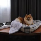 Допускается размещение домашних животных, Отель Пионер-Люкс