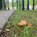 дорожки для прогулки