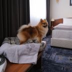 размещение с питомцем