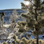 Своя ухоженная территория, Эко-отель Чабрец