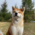 Можно с питомцами в отдельные Шале