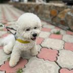 Можно с питомцами в отдельные Шале