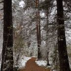 Лесопарковая зона