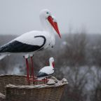 Номер (Дом с 4 спальнями), База отдыха Ласточкино гнездо