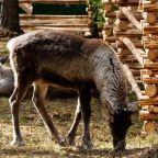 Зоопарк, База отдыха Шишки на Лампушке