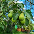 Вилла (Вилла с 3 спальнями и сауной), Гостевой дом Дом у Груши