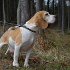 Допускается размещение с животными (кроме №11 и №12)