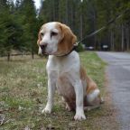 Допускается размещение с животными (кроме №11 и №12)