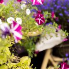 Сад, Парк Отель