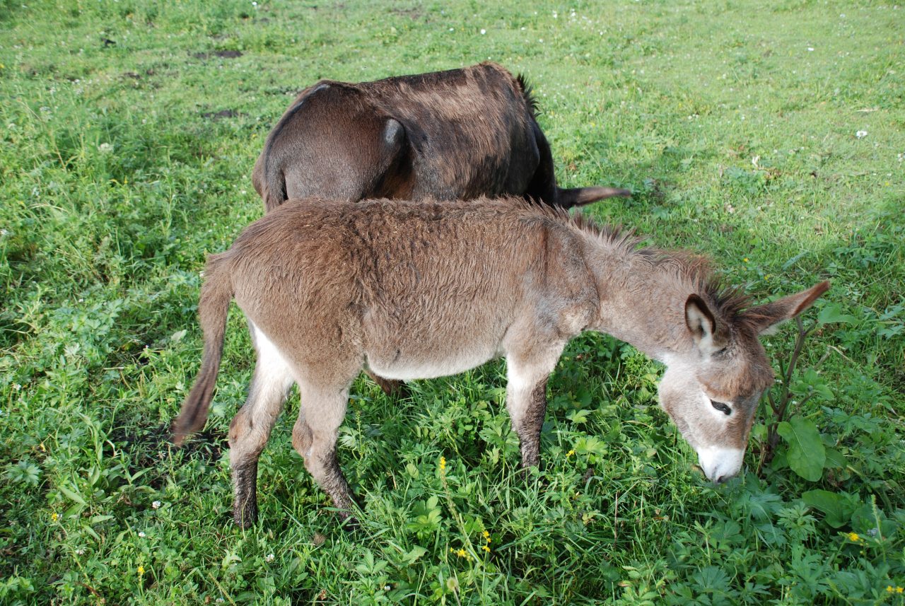 Номер (Барский коттедж), Гостевой дом Басаргино