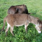 Номер (Барский коттедж), Гостевой дом Басаргино