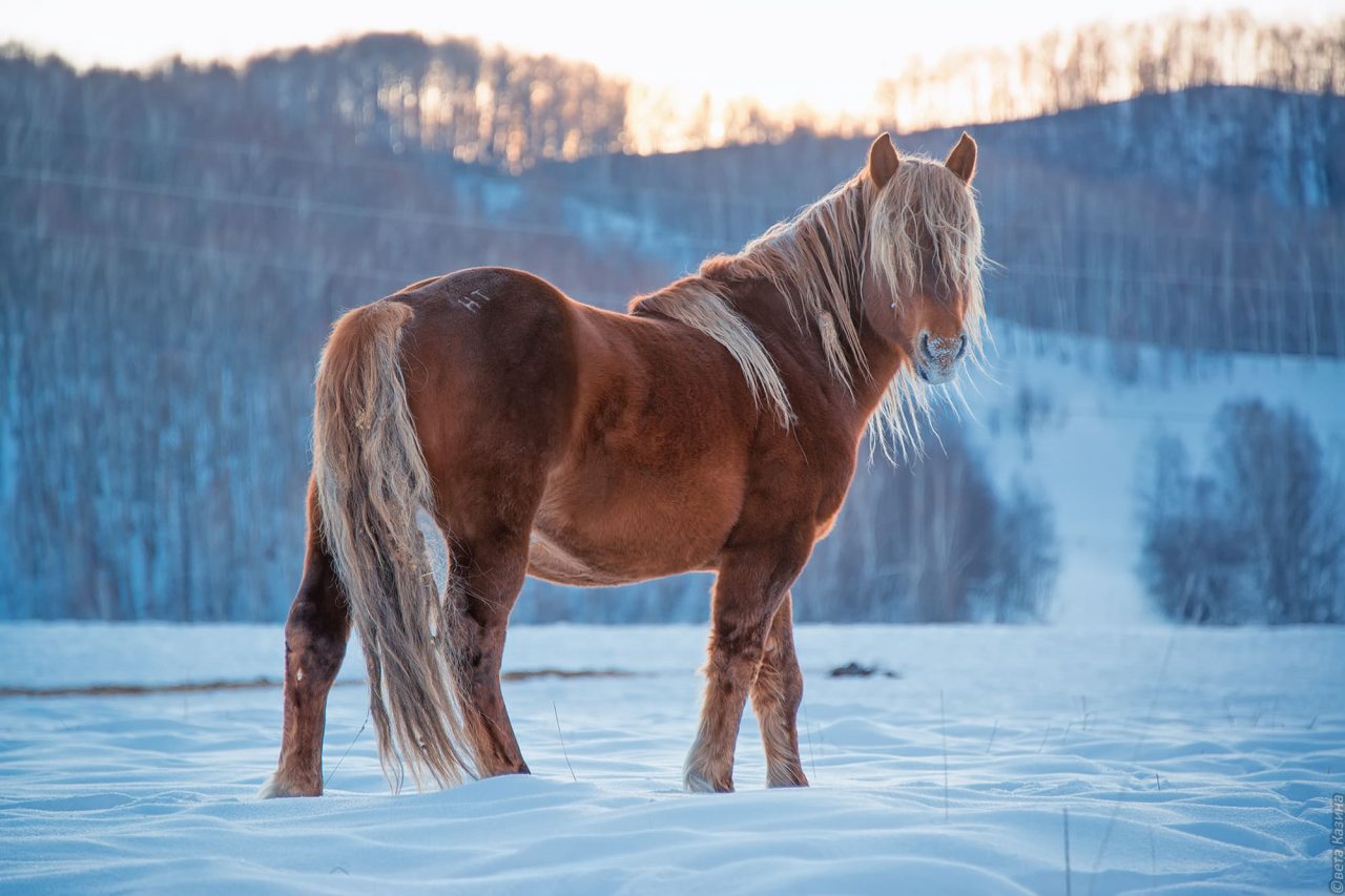 Номер (Коттедж), Гостевой дом Басаргино
