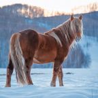 Номер (Коттедж), Гостевой дом Басаргино