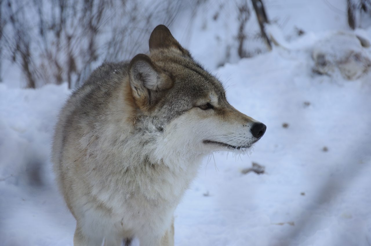 Номер (Купеческий дом), Гостевой дом Басаргино