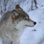 Номер (Купеческий дом), Гостевой дом Басаргино