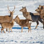 Коттедж (Русский терем), Гостевой дом Басаргино