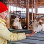 Коттедж (Русский терем), Гостевой дом Басаргино