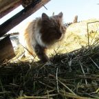 Животные в усадьбе