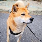 Допускается размещение домашних животных