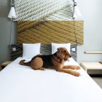 Допускается размещение домашних животных, Отель Ibis Москва Киевская