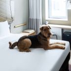 Допускается размещение домашних животных, Отель Ibis Москва Киевская