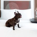 Допускается размещение домашних животных, Отель Novotel Москва Киевская
