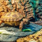 Наша Моника