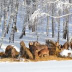 Живой дворик, Отель-заповедник Лесное