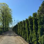 Большая территория для прогулок