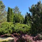 Сад, Гостиница Светлый