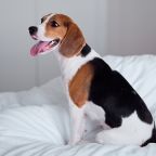 Допускается размещение домашних животных, Гостиница Светлый