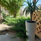 Беседка, можжевельники, жасмин, японская роза.