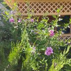 Беседка, можжевельники, жасмин, японская роза.