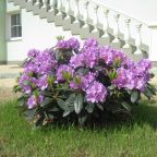 сад, территория