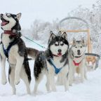 Катание на собачьих упряжках, Турбаза Кудама