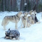 Катание на собачьих упряжках, Турбаза Кудама