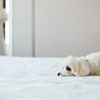 Допускается размещение домашних животных по предварительному запросу за дополнительную плату (1000 руб/сутки), Гостевой дом Ларго у Невского проспекта