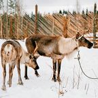 Катание на собачьих и оленьих упряжках., База отдыха Hunter Paradise