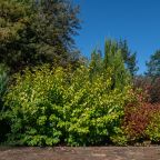 Сад, Отель Павлова Поляна