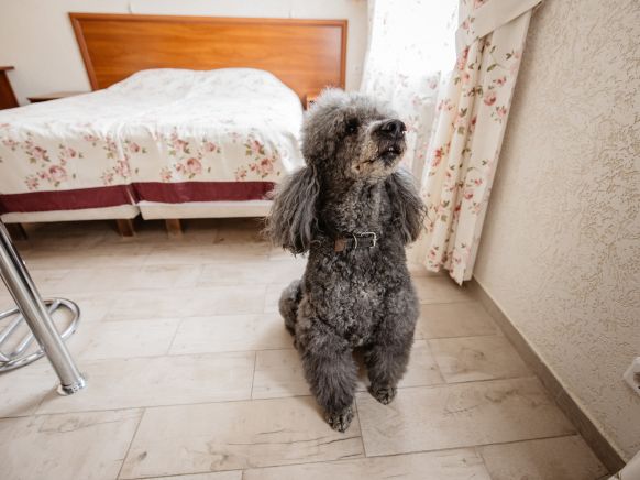 Гостиница Теремок Московский