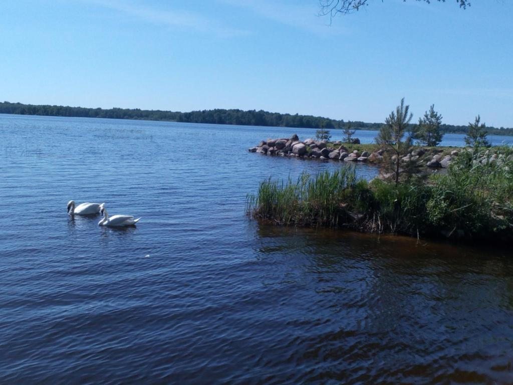 Двухместный (с 1 кроватью, вид на озеро), Гостевой двор Хутор Скреблово