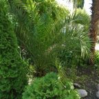 Озелененная территория с хвойными и тропическими растениями, Отель Eco Life