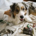 Допускается размещение домашних животных, Отель Вега Измайлово